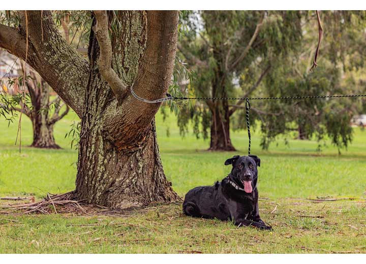 Pet Safety Tethering Leash System Ironman 4x4